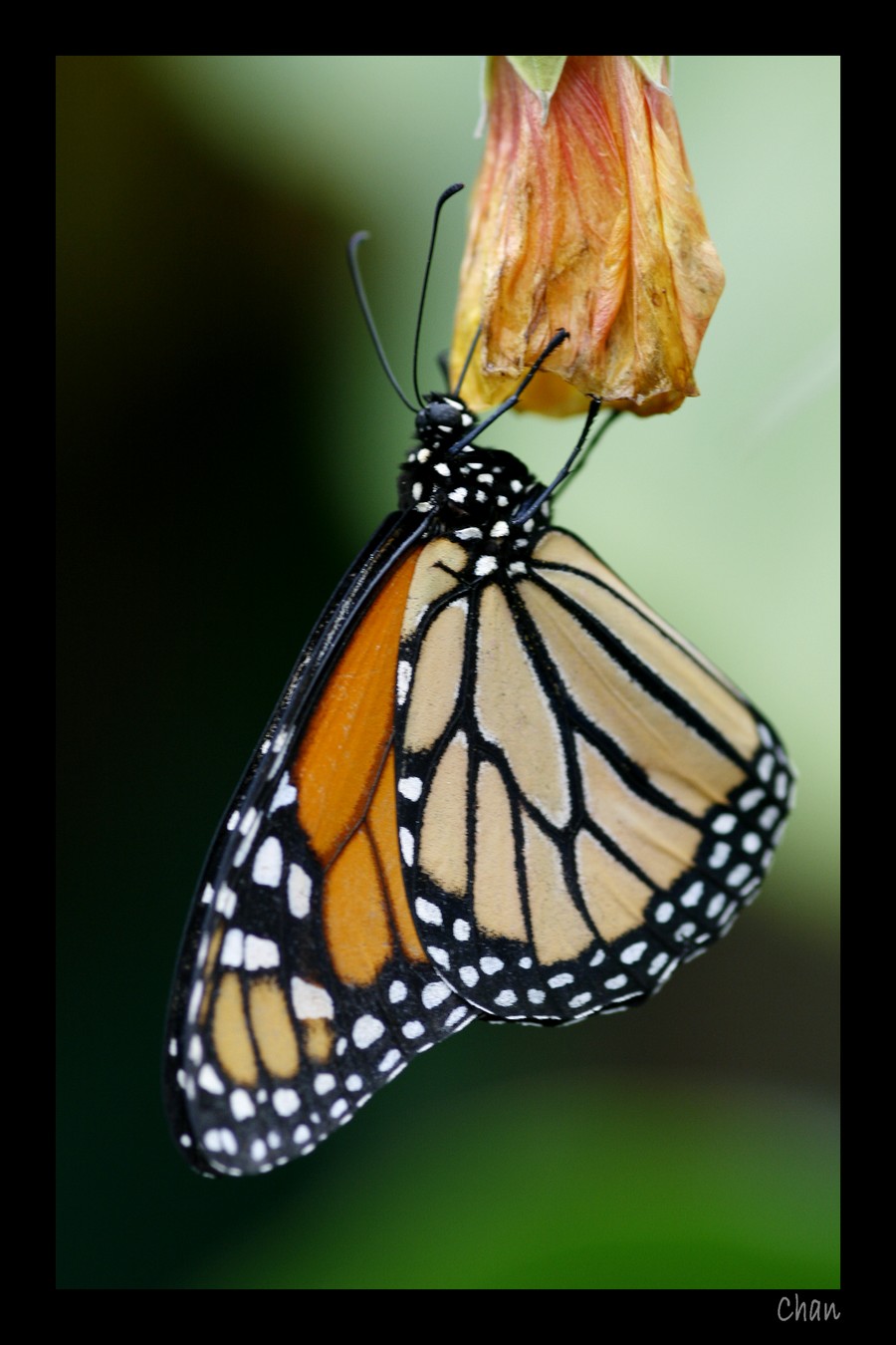 Fonds d'cran Animaux Insectes - Papillons 