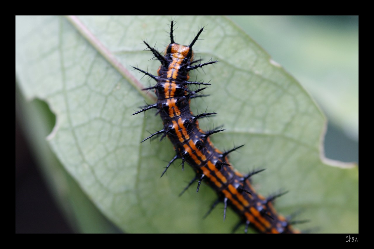 Fonds d'cran Animaux Insectes - Chenilles 