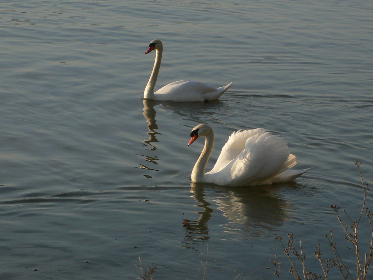 Wallpapers Animals Birds - Swans Srnit d'un couple de cygnes sur la Seine