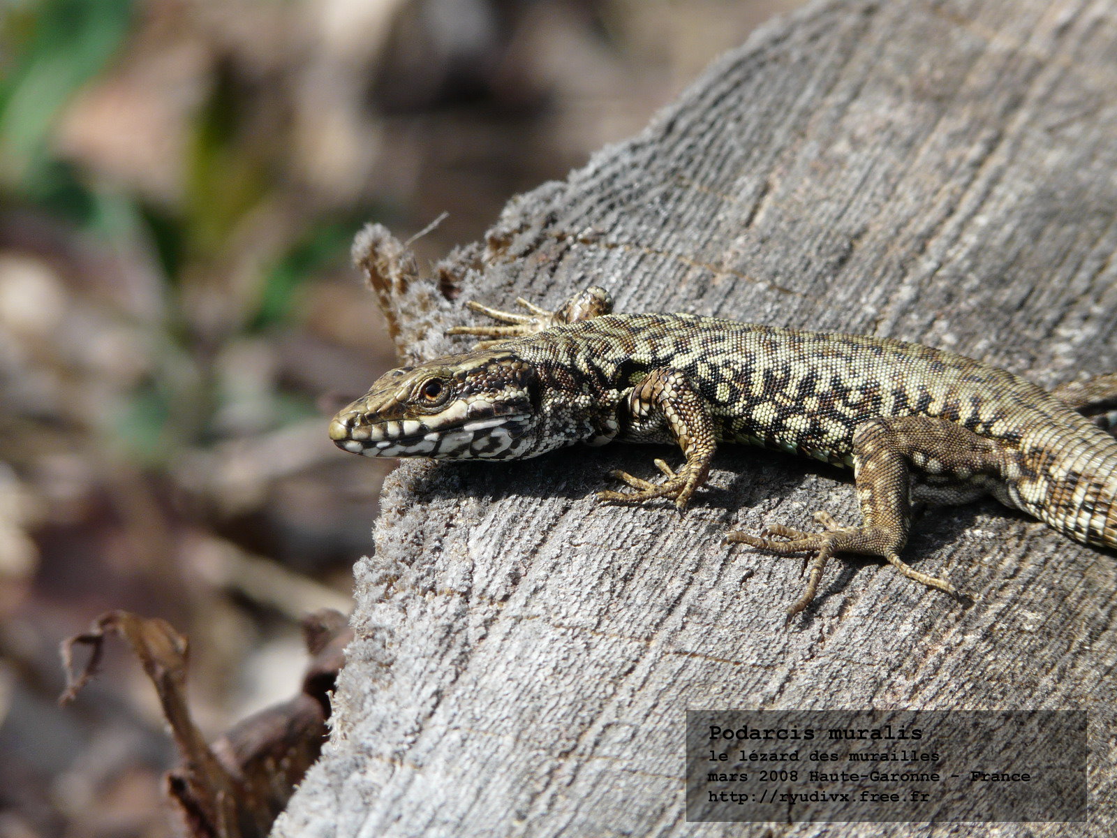 Fonds d'cran Animaux Lzards - Iguanes Podarcis muralis - le lzard des murailles