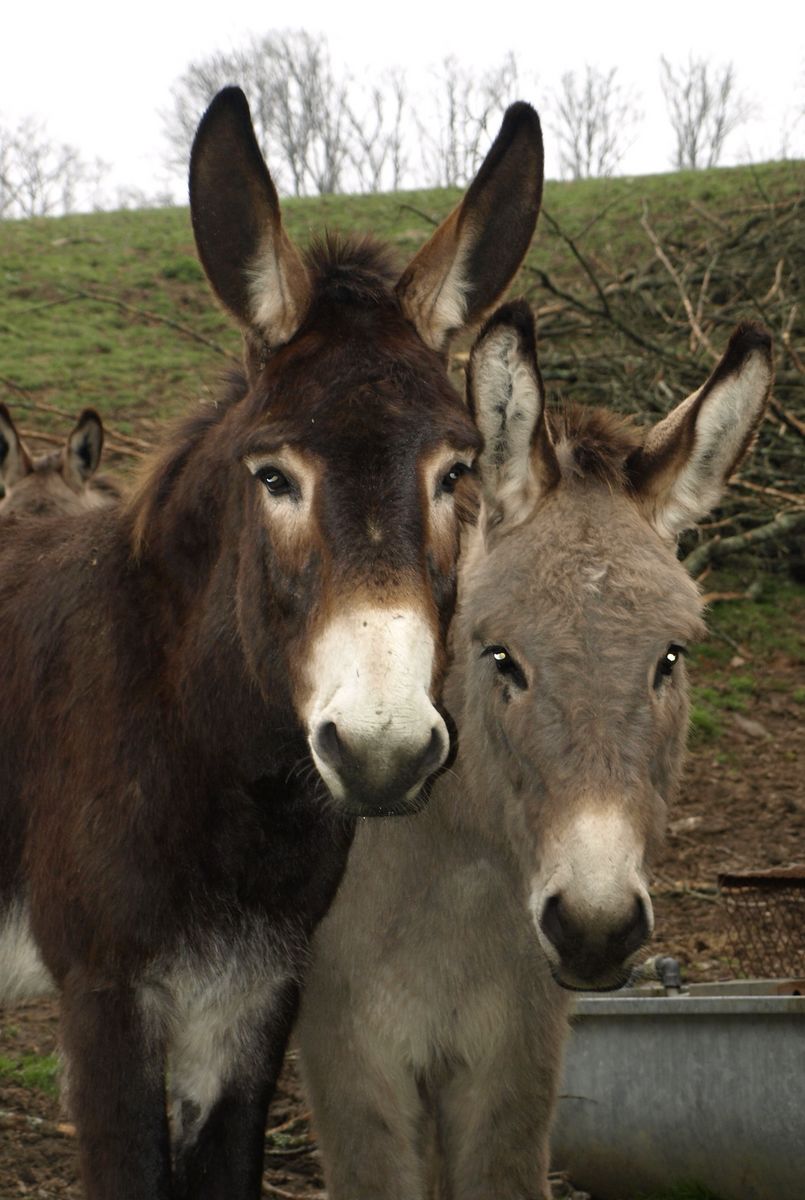 Wallpapers Animals Donkeys deux Anes