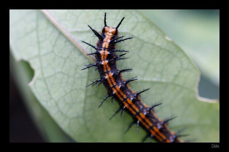 Fonds d'cran Animaux Insectes - Chenilles Wallpaper N199607