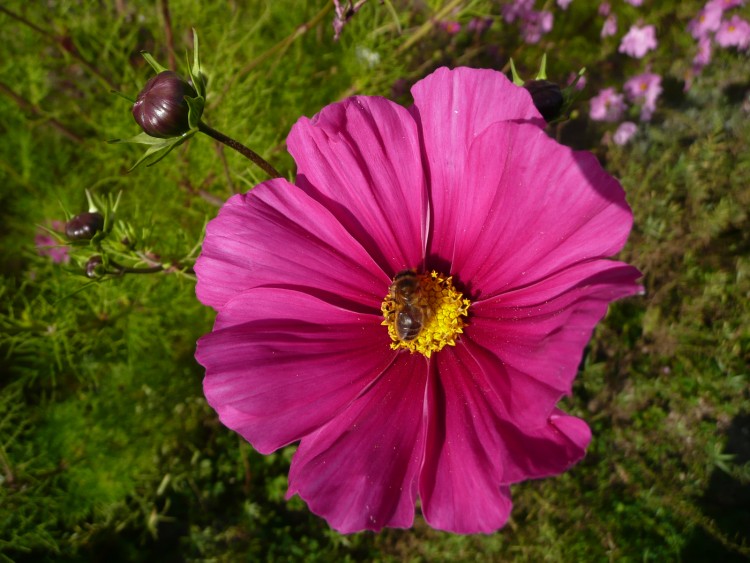 Wallpapers Nature Flowers abeille qui butine