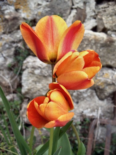 Fonds d'cran Nature Fleurs trio de tulipe