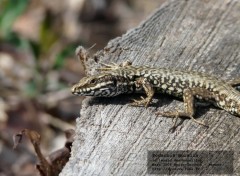 Wallpapers Animals Podarcis muralis - le lzard des murailles