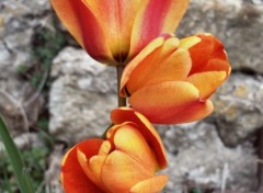 Fonds d'cran Nature trio de tulipe