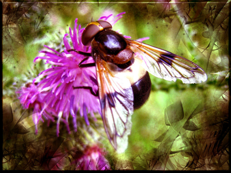 Fonds d'cran Animaux Insectes - Abeilles Gupes ... 