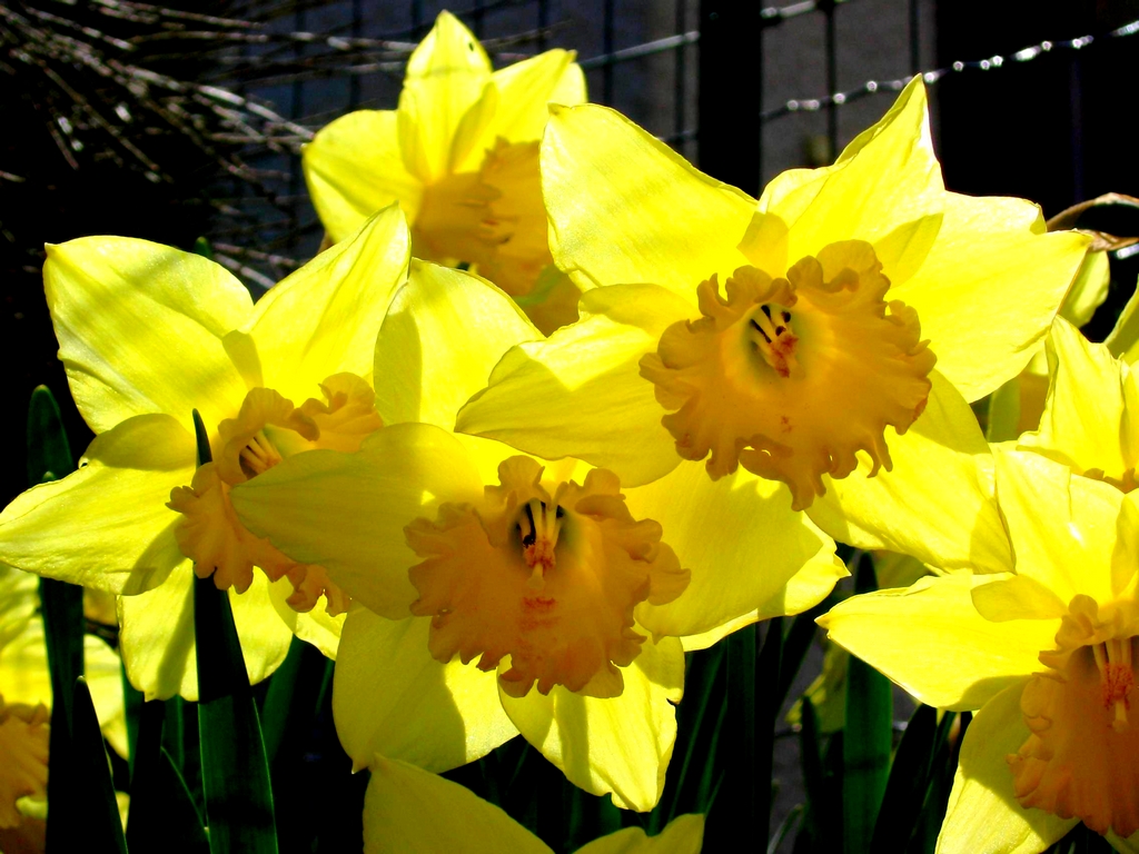 Fonds d'cran Nature Fleurs 