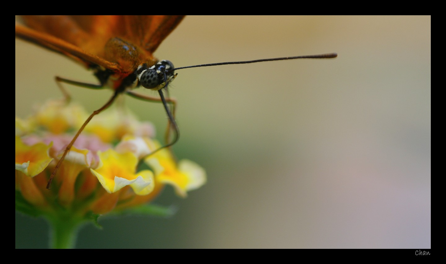 Fonds d'cran Animaux Insectes - Papillons 