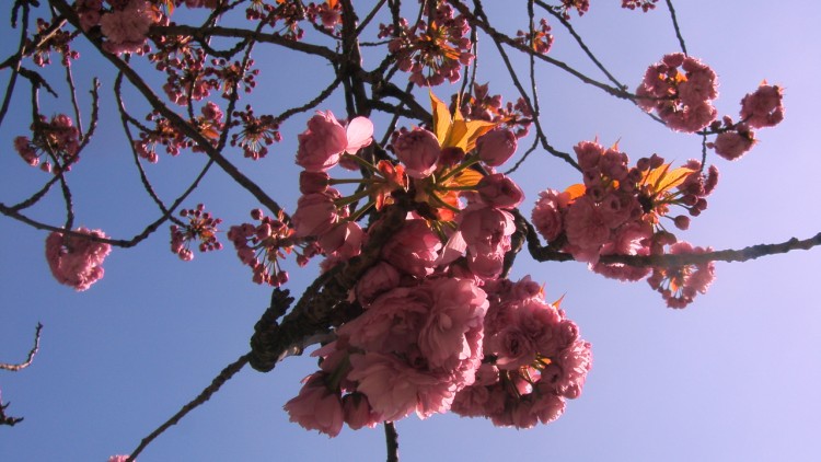 Fonds d'cran Nature Fleurs des cerisiers en fleurs sous un ciel bleu parfait