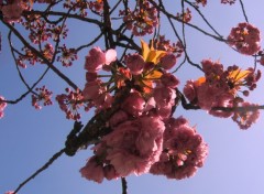 Fonds d'cran Nature des cerisiers en fleurs sous un ciel bleu parfait