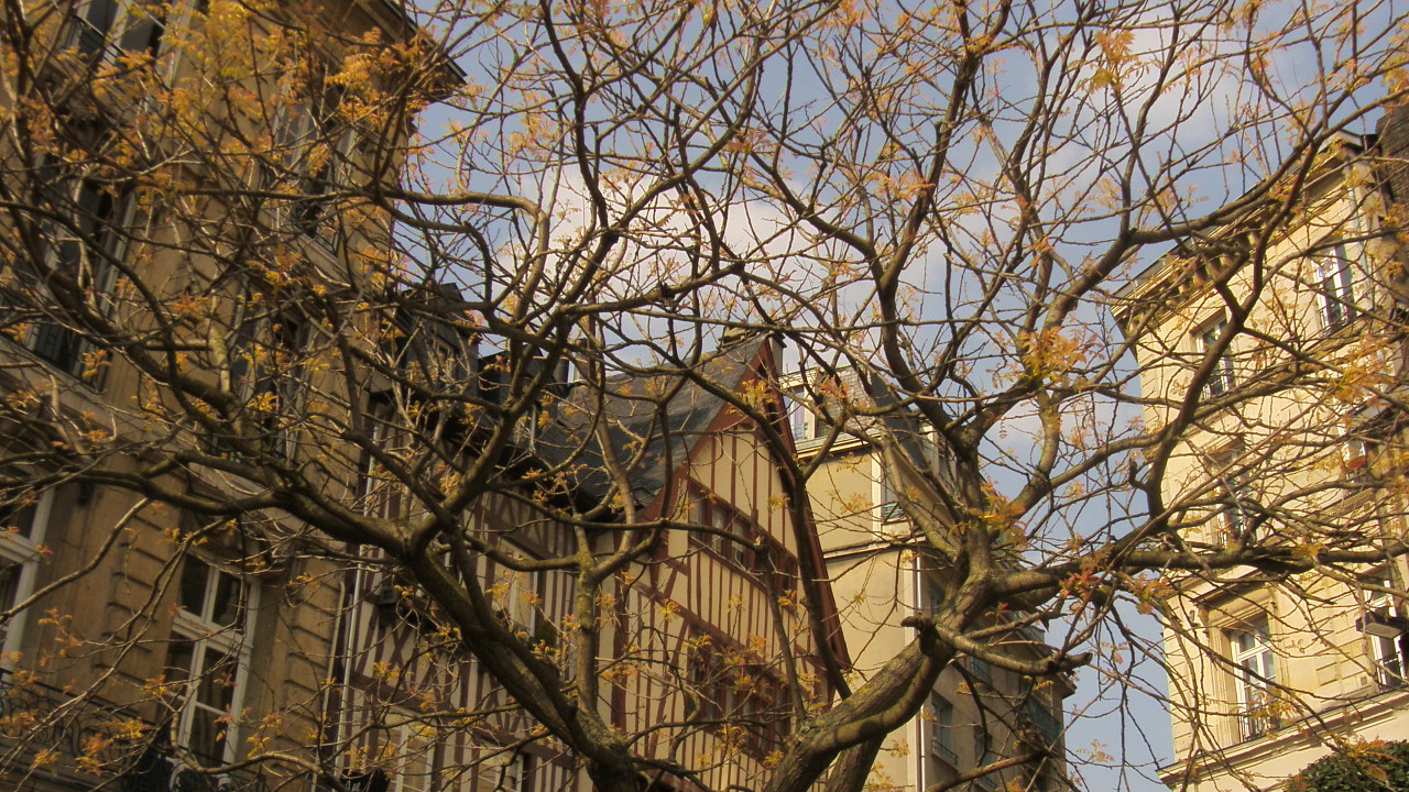 Fonds d'cran Nature Arbres - Forts un arbre bourgeonnant place de la pucelle  Rouen