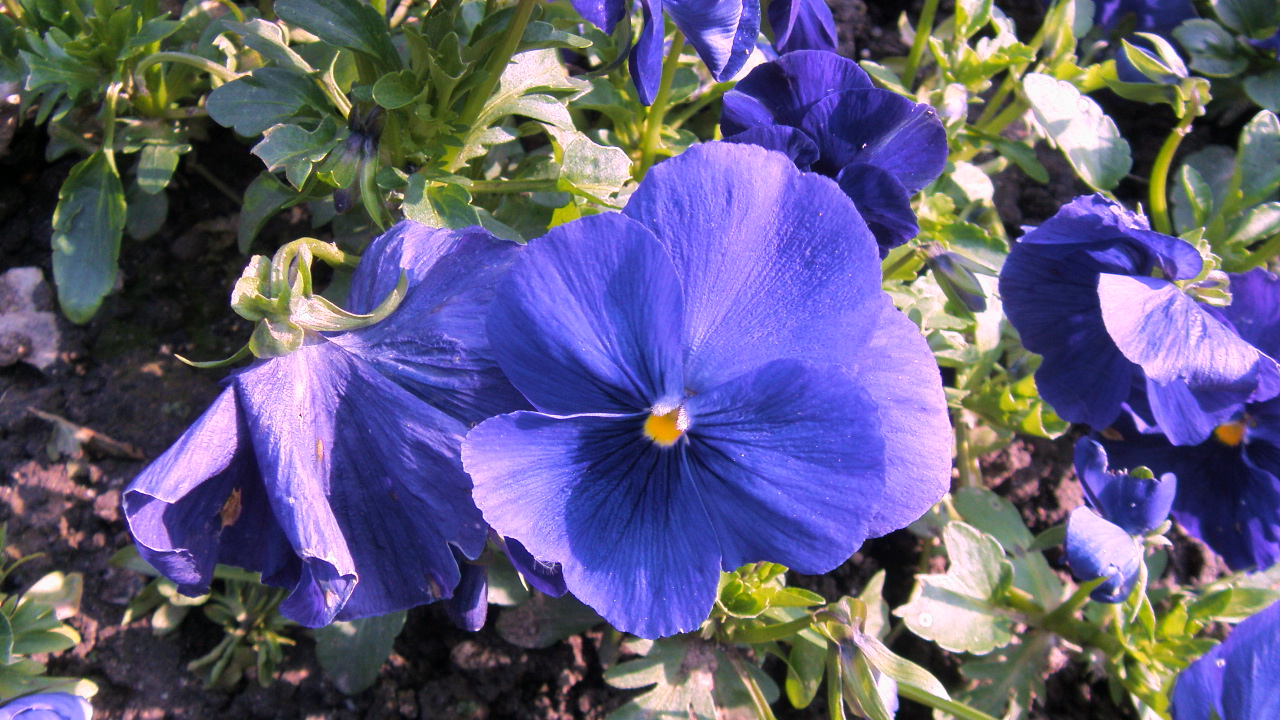 Fonds d'cran Nature Fleurs des primevres bleues au soleil