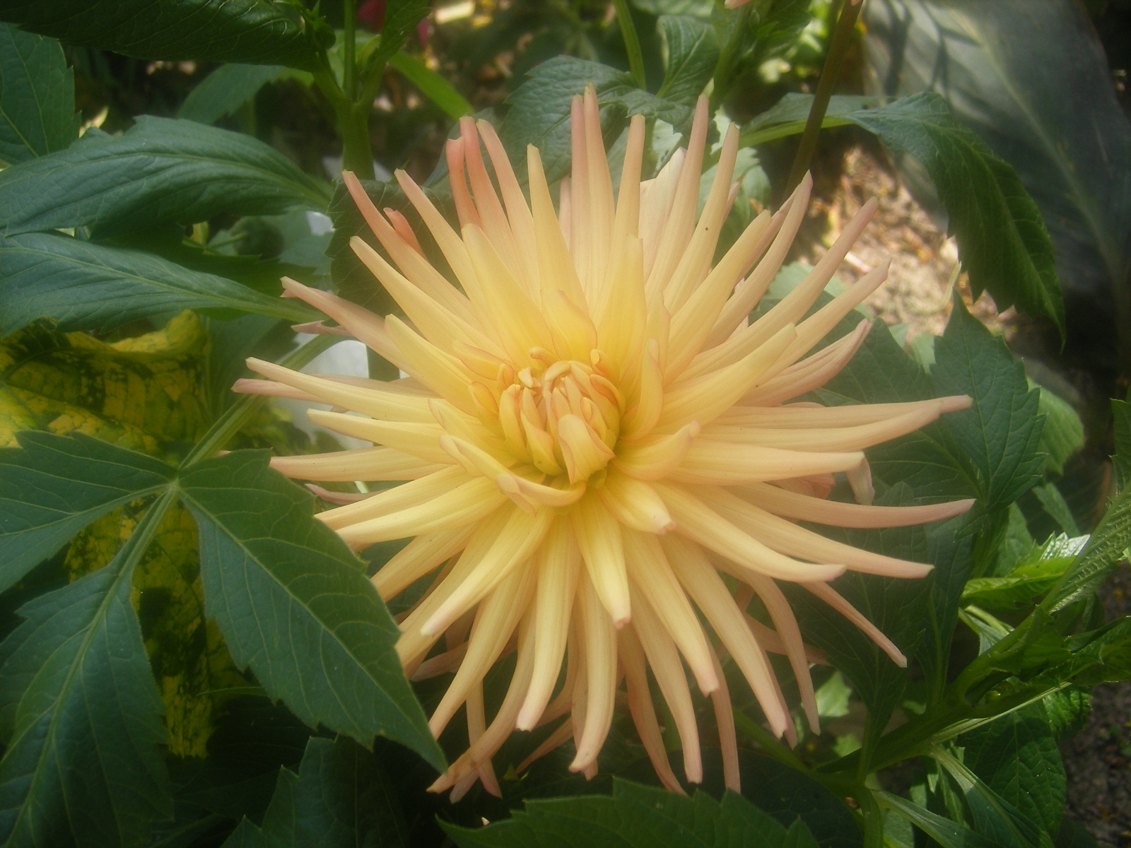 Fonds d'cran Nature Fleurs un dahlia au soleil