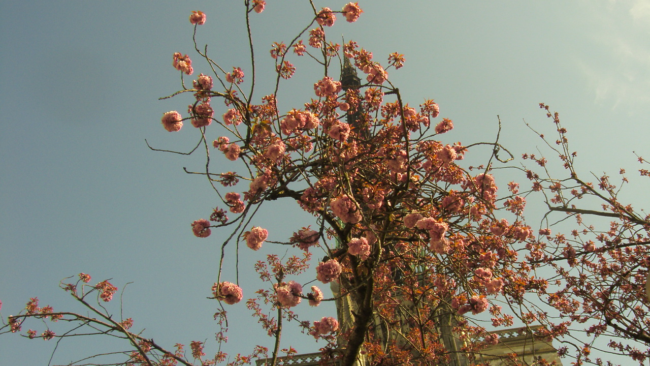 Fonds d'cran Nature Fleurs un cerisier un fleur qui enveloppe le clocher de la cathdrale