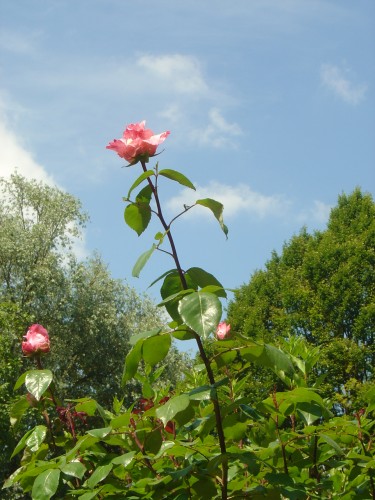 Fonds d'cran Nature Fleurs Rose semblant s'lever sers le ciel