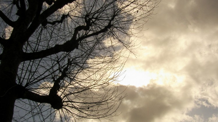 Fonds d'cran Nature Ciel - Nuages un arbre et le soleil qui essaye de traverser un nuage