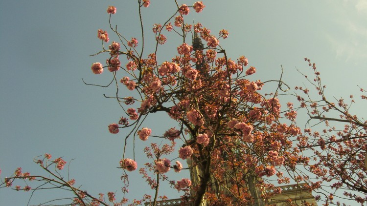 Wallpapers Nature Flowers un cerisier un fleur qui enveloppe le clocher de la cathdrale