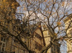 Wallpapers Nature un arbre bourgeonnant place de la pucelle  Rouen