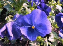 Fonds d'cran Nature des primevres bleues au soleil