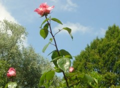 Fonds d'cran Nature Rose semblant s'lever sers le ciel