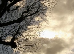 Fonds d'cran Nature un arbre et le soleil qui essaye de traverser un nuage