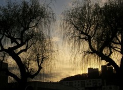 Fonds d'cran Nature des saules pleureurs au soleil couchant