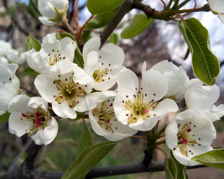 Fonds d'cran Nature Fleurs poirier en fleurs