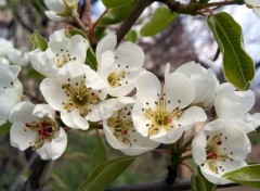 Fonds d'cran Nature poirier en fleurs