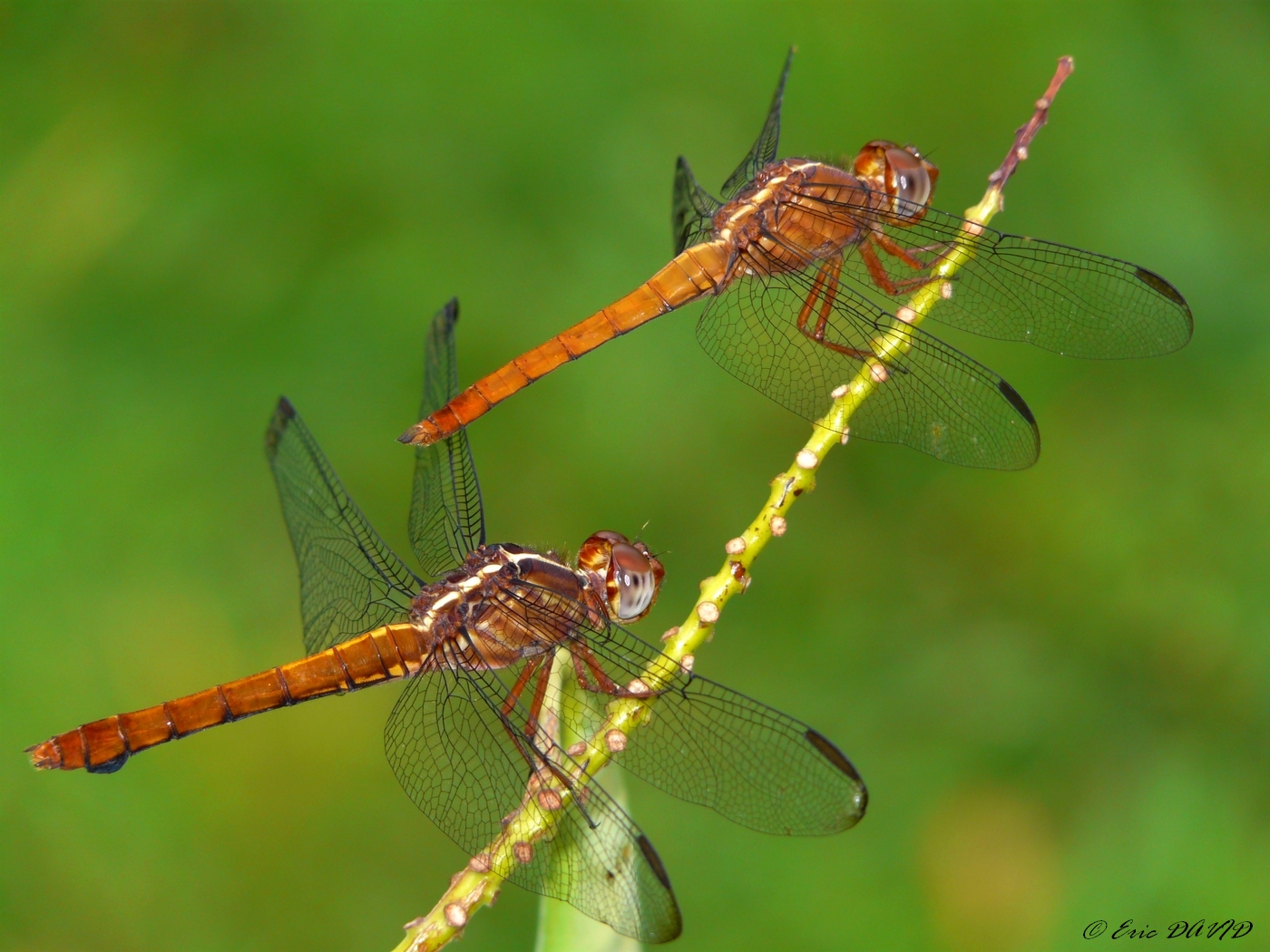 Wallpapers Animals Insects - Dragonflies En duo