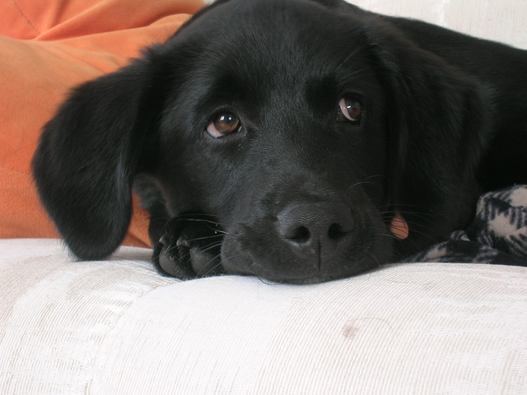 Fonds d'cran Animaux Chiens Les beaux yeux de Beau