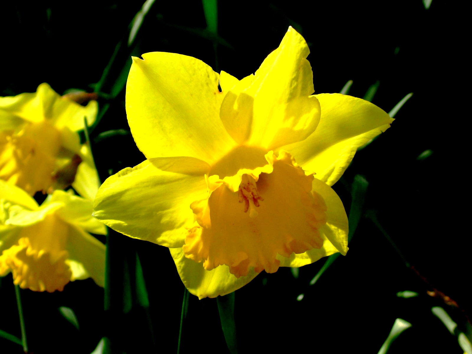 Fonds d'cran Nature Fleurs 