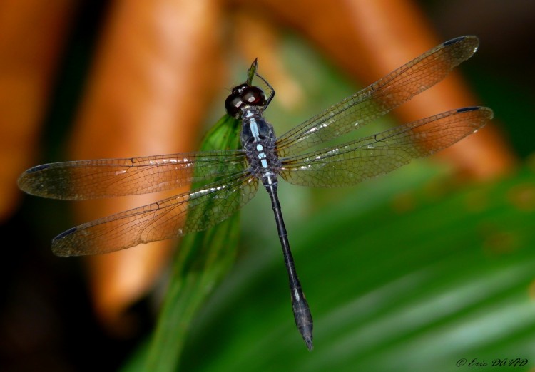 Wallpapers Animals Insects - Dragonflies Argente