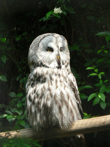 Fonds d'cran Animaux Oiseaux - Hiboux et Chouettes Strix nebulosa