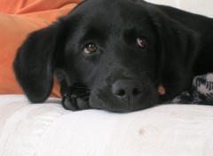 Fonds d'cran Animaux Les beaux yeux de Beau