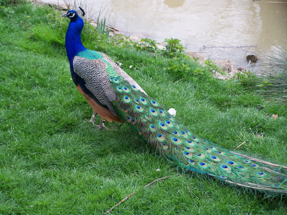 Wallpapers Animals Birds - Peacocks Paon