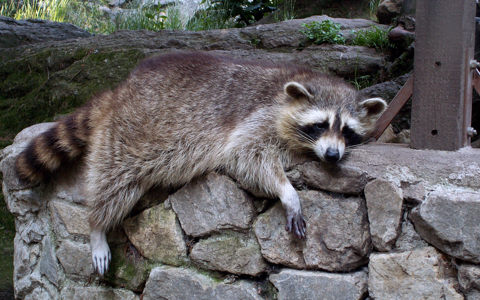 Fonds d'cran Animaux Ratons Laveurs Le gros coup de fatigue