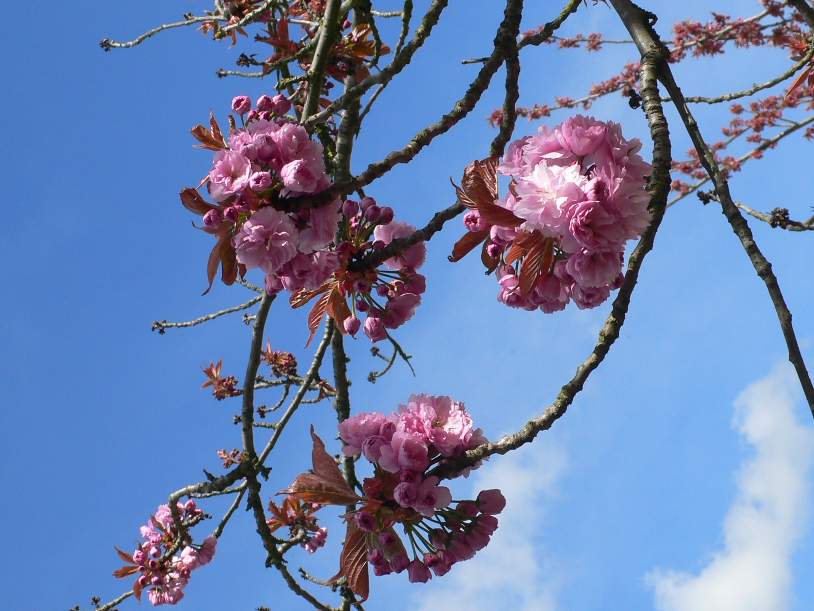 Fonds d'cran Nature Fleurs 