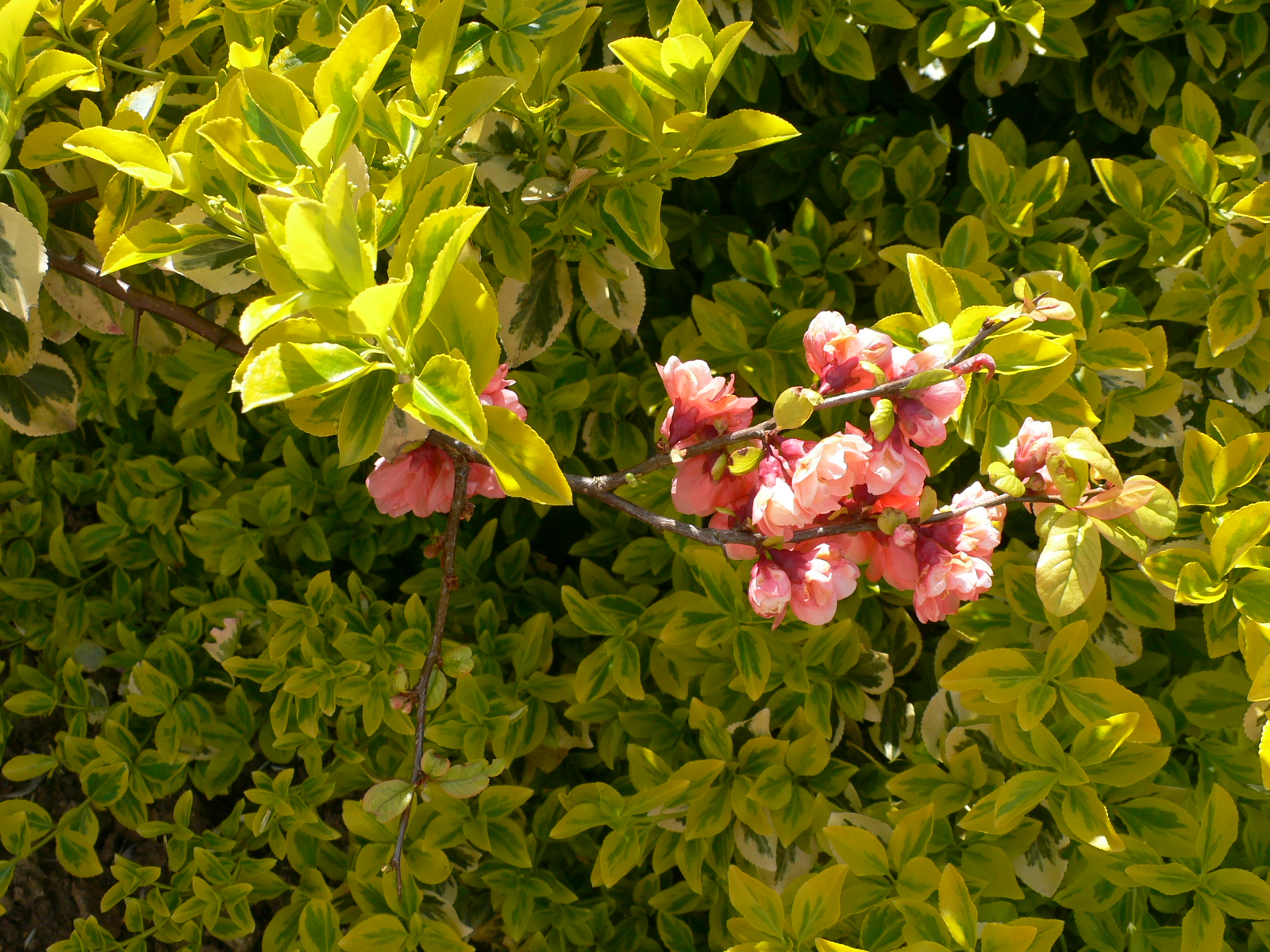 Fonds d'cran Nature Fleurs Le printemps est revenu