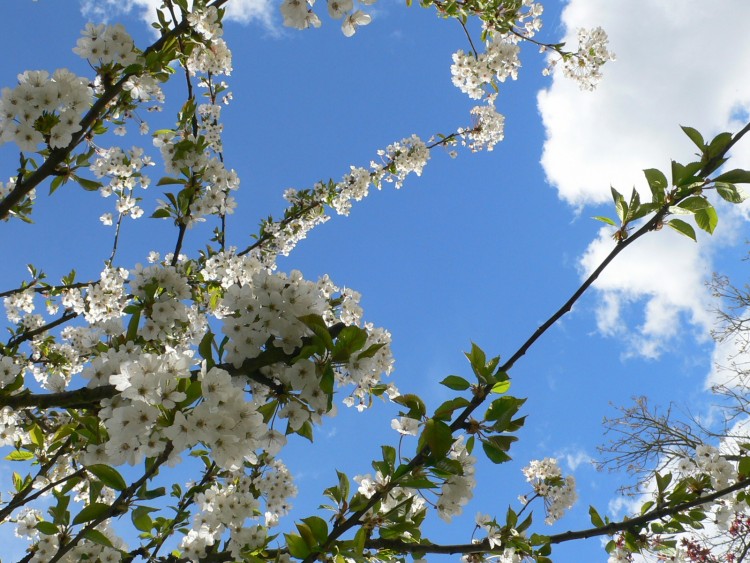 Fonds d'cran Nature Fleurs Beaut blanche d'avril