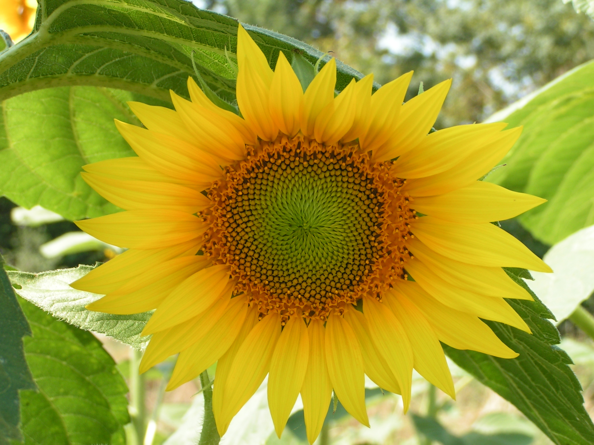 Fonds d'cran Nature Fleurs tournesol