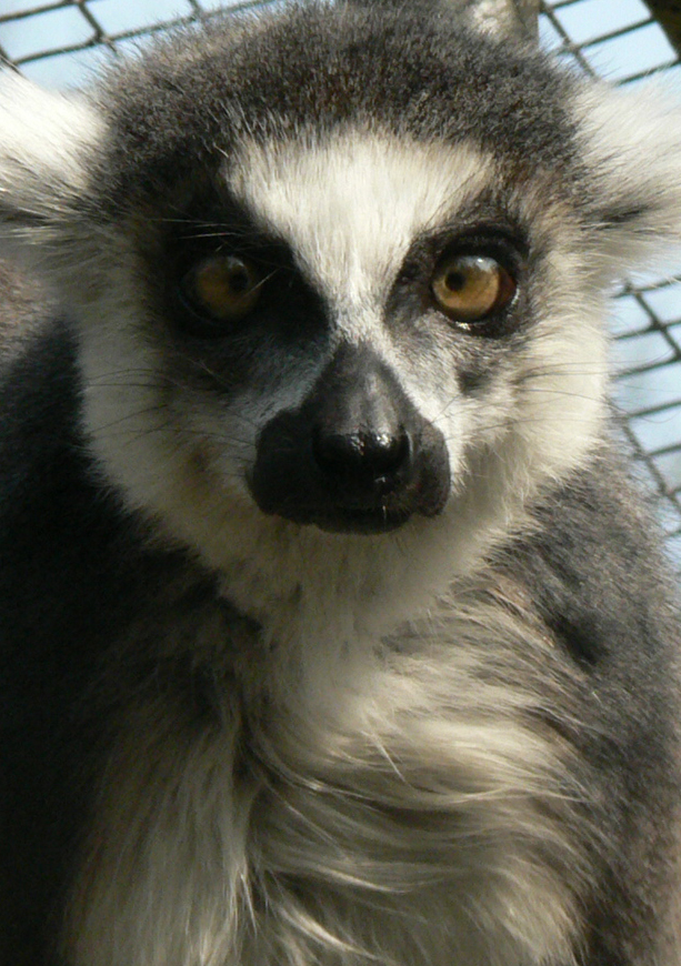 Wallpapers Animals Lemurs 