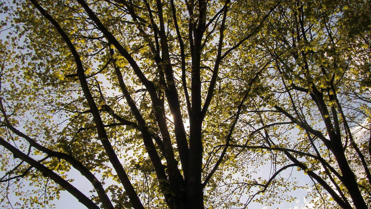 Wallpapers Nature Trees - Forests un arbre ensoleill...prenait du bon temps