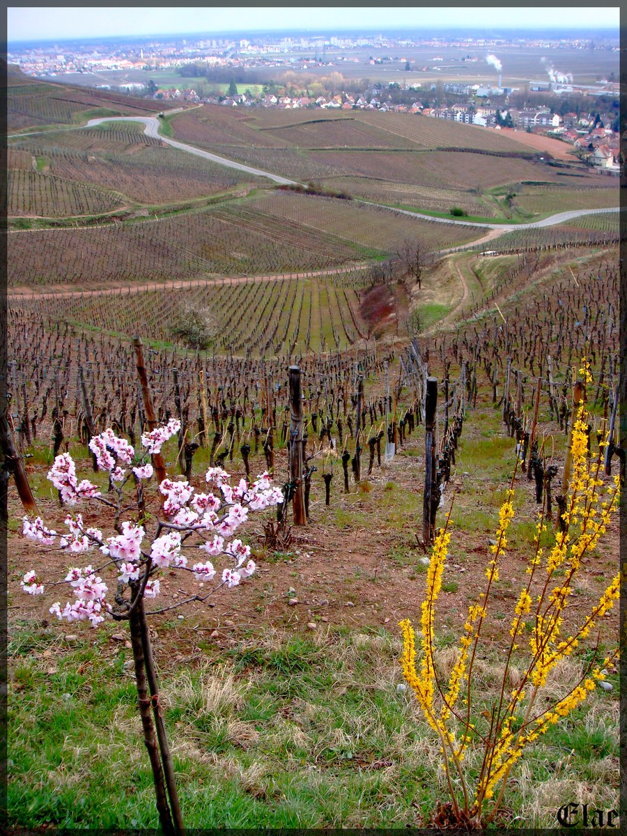 Wallpapers Nature Vines Alsace