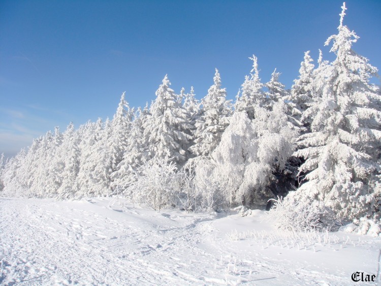 Wallpapers Nature Saisons - Winter Vosges enneiges