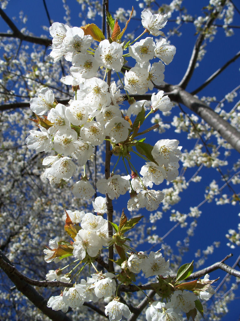 Fonds d'cran Nature Fleurs merisier