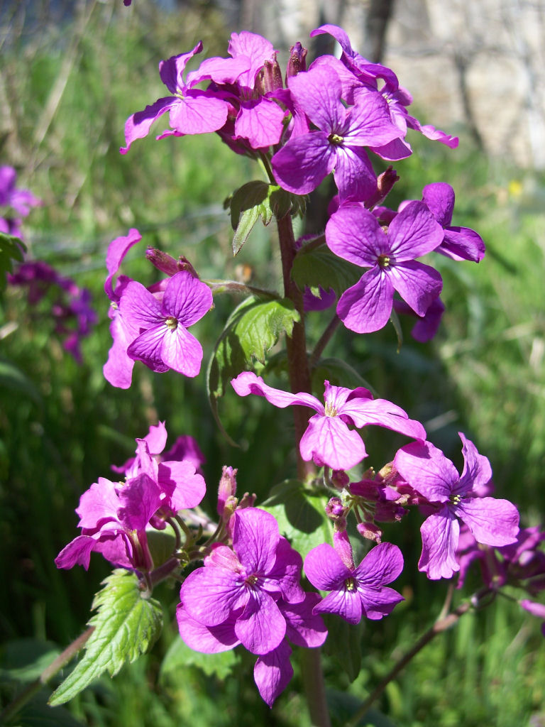 Fonds d'cran Nature Fleurs monnaie du pape