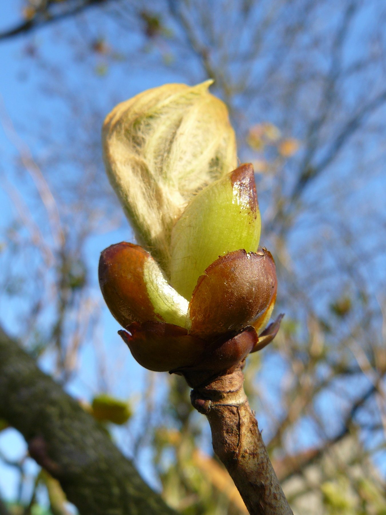 Wallpapers Nature Buds Marronnier