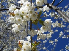 Fonds d'cran Nature merisier