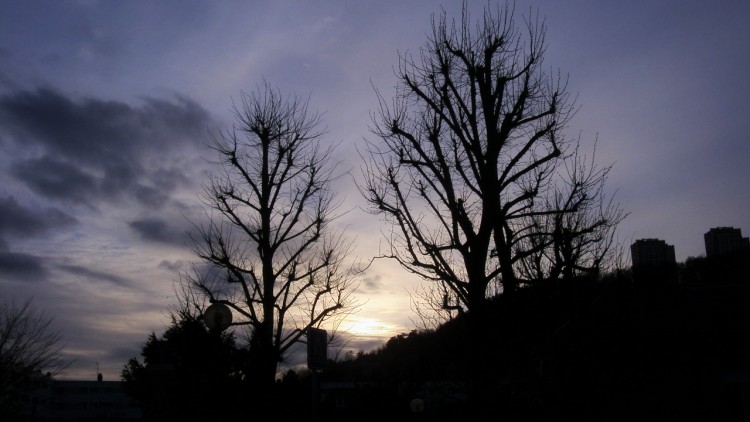 Fonds d'cran Nature Couchers et levers de Soleil un coucher de soleil entre deux arbres